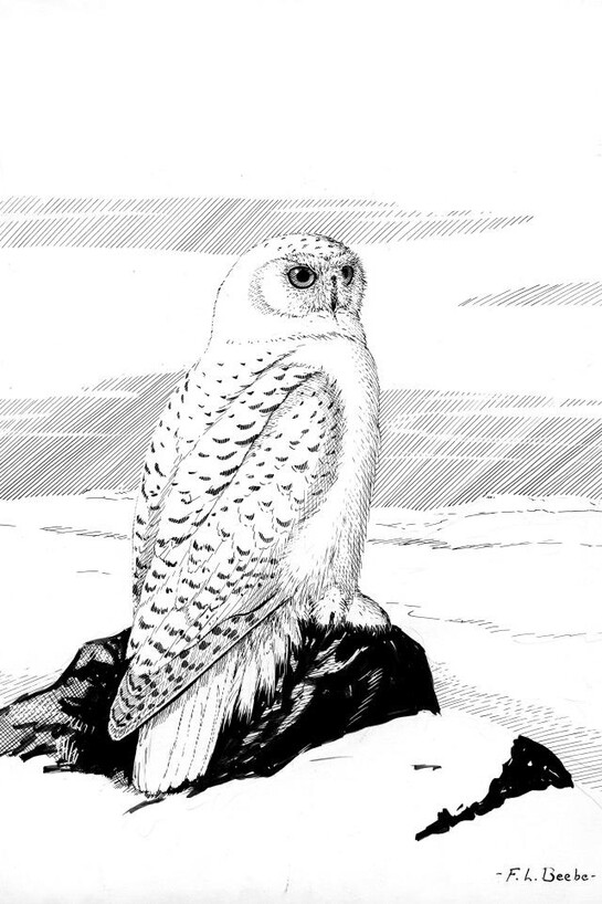 Ornithology. Courtesy of Royal BC Museum