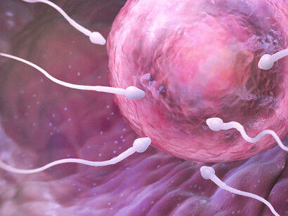 Espermatozoides acercándose a un óvulo