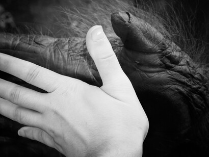 Gli animali hanno le loro abitudini che possono essere come le nostre