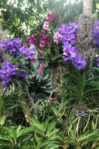 The Orchid Show at the New York Botanical Garden