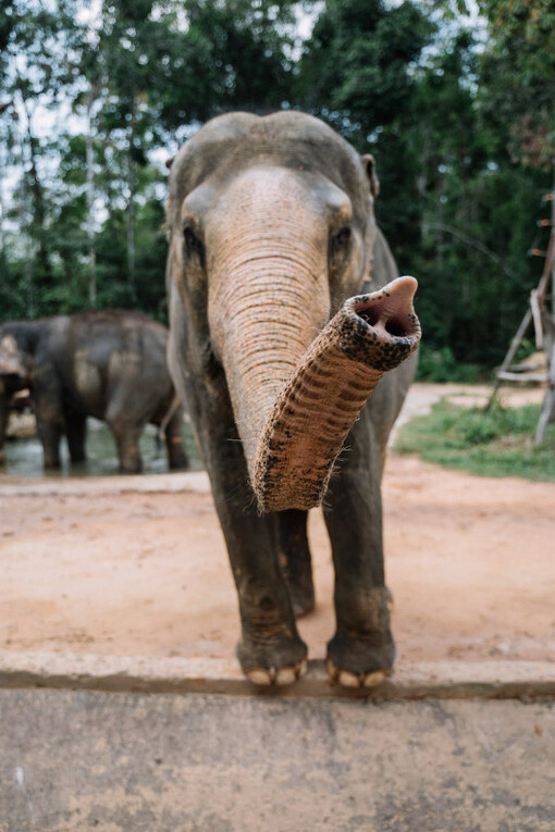 Un elefante si sporge da un muretto per prendere un ramo 