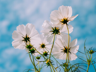 Leaves and flowers are highly exposed and strongly absorb 5G's millimeter waves