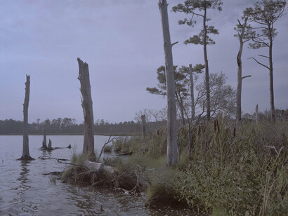 The saltwater then poisons the trees and turns the tree into a rotten piece of timber