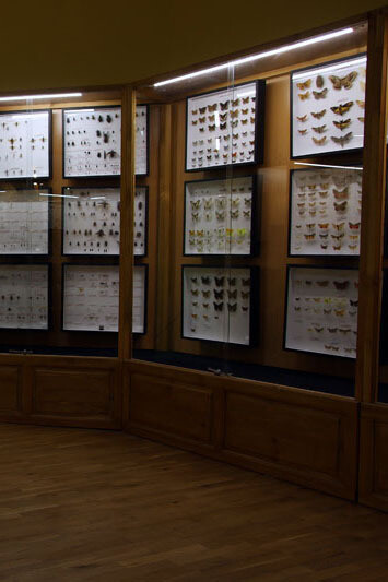 Invertebrates. Courtesy of Regional Natural History Museum of Plovdiv