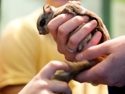 Écureuils volants. Courtesy of Science Nord
