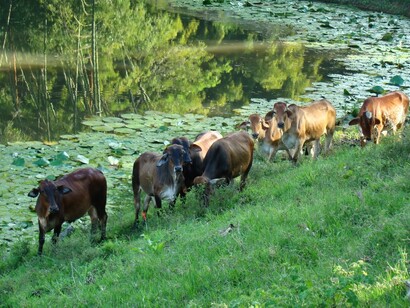 Ganado ecológico en América Latina