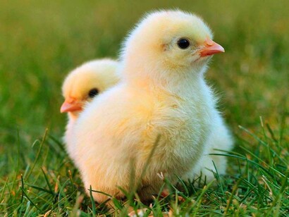 Polluelos en un prado