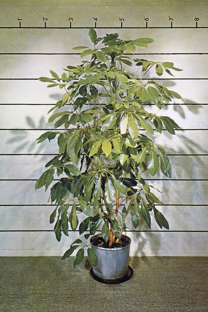 A Measure of Humanity. Courtesy of Columbus Museum of Art