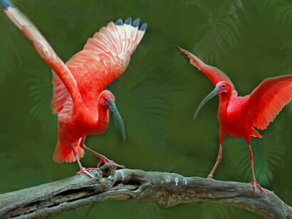 Wildlife and biodiversity are the Earth’s greatest treasures and need to be protected