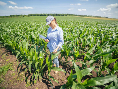 Looking at her data, a woman examines corn production planted in a regenerative agricultural manner