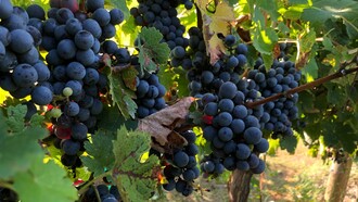 La vendemmia è il cuore pulsante dell'autunno, quando la terra dona i suoi frutti più preziosi