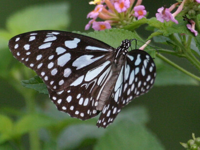 Blue Tiger a common butterfly in the area © Gehan de Silva Wijeyeratne