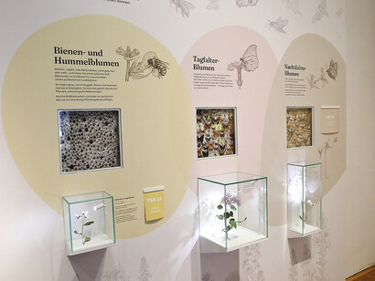 Flower sex. The colourful love life of plants, exhibition view. Courtesy of Natural History Museum