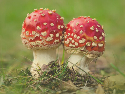«Amanita muscaria», tradicionalmente su hábitat son los bosques de tipo conífero y templado caducifolio del hemisferio norte, pero ha sido introducida al hemisferio sur