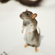 Nature Showcase. Courtesy of Naturhistorisches Museum Basel