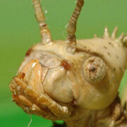 Virtual Insect Hall. Courtesy of Royal Belgian Institute of Natural Sciences