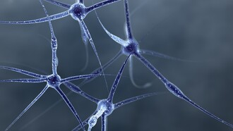 Neuroni al microscopio