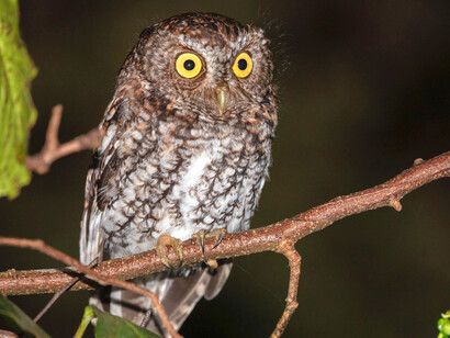 Tecolote es el nombre común en México, El Salvador, Guatemala y Honduras de varias aves de la familia Strigidae, del orden de las estrigiformes o aves rapaces nocturnas