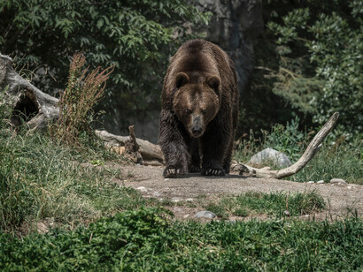 A dark brown bear strolling through the forest