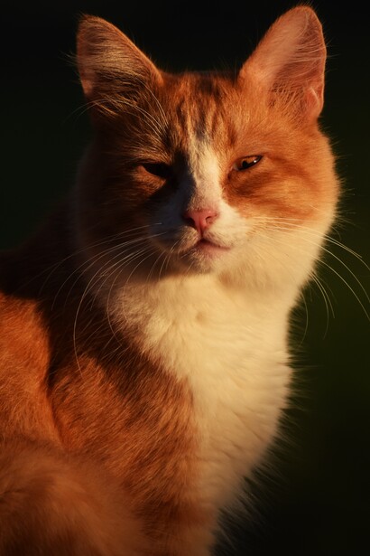 Ritratto di un gatto: i gatti hanno corpi agili e flessuosi, anche se addomesticati sono noti come creature solitarie e raramente affettuose