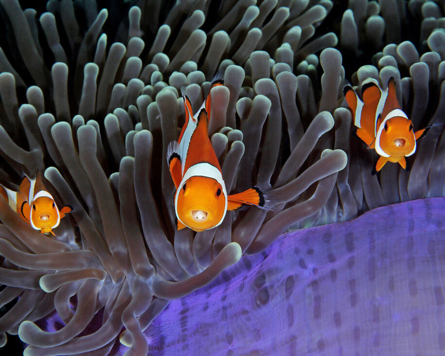 Wildlife Photographer of the Year. Courtesy of Royal BC Museum
