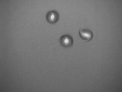 Brian Fridge, Sequence 11.14 - 11.5, 2009, Black & white, silent video, 1:38