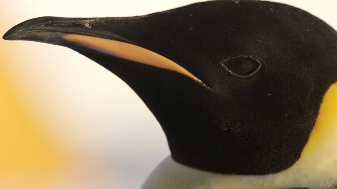 Emperor Penguin (c) John Aitchison