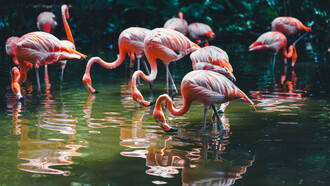 Flamencos alimentándose
