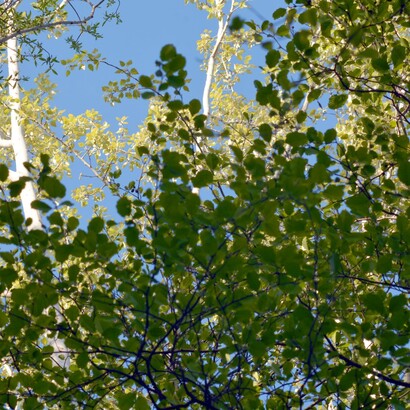 Lorenzo Bojola, “Fogliame”, 2016, fotografia digitale