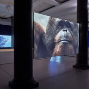 Asta Gröting, Ein wolf, primaten und eine atemkurve, ausstellungsansicht. Mit freundlicher genehmigung des Museums Städel