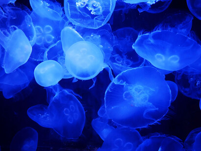 Los profesores de biología marina gozaban de un envidiable estatus social