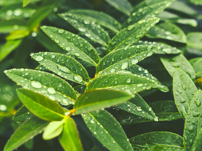 Plantas bajo la lluvia: un acto de caridad genuino ocurre únicamente cuando uno se conecta con el otro como uno, y se une a él sin ningún tipo de orgullo propio
