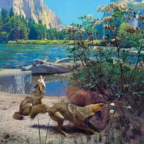 Mammals. Courtesy of American Museum of Natural History