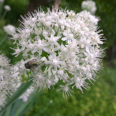 Si distingue per le grandi dimensioni e per il caratteristico colore rosso-violaceo intenso