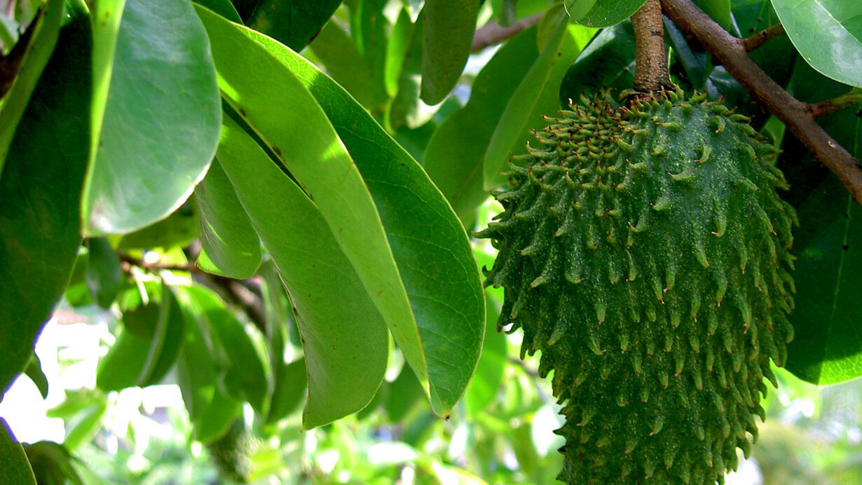 Annona Muricata