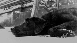 Hay un perro viejo; lleva años con la muerte, allí, afuera. Carga, como si nada, con la bichera de la indiferencia