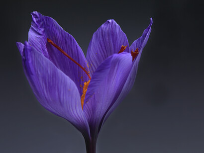 What intelligence could have created anything so beautiful and so mysterious?