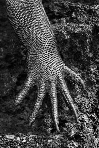 Sebastião Salgado, Marine iguana. Galápagos. Ecuador, 2004. Gelatin silver print, 180 X 125 cm/50 x 68 inches © Sebastião Salgado/Amazonas Images