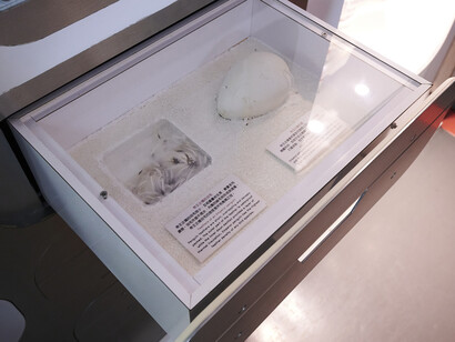 Jockey club environmental conservation gallery, exhibition view. Courtesy of Hong Kong Science Museum