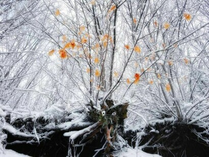 Enchanted cold forest