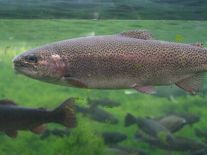 Un esemplare di salmone, Oncorhynchus mykiss
