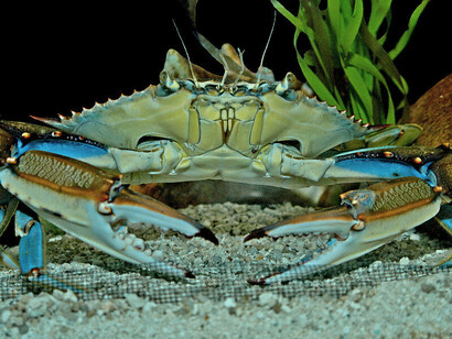 Un Callinectes sapidus, granchio blu