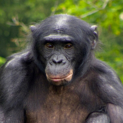 Bonobos