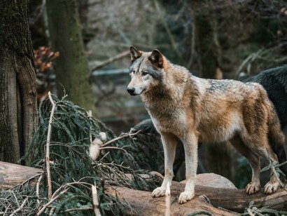 Lupo nel bosco che si staglia contro lo sfondo di un bosco