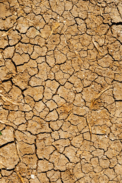 Global warming is a major driver of wildlife decline