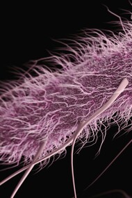 Escherichia coli est une bactérie coliforme en forme de bâtonnet, anaérobie facultative, à Gram négatif, du genre Escherichia, que l'on trouve couramment dans l'intestin inférieur des organismes à sang chaud.