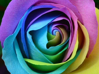 Rosa multicolor