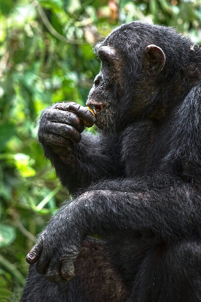 In monkeys, those who are too selfish in the end pay for their greed