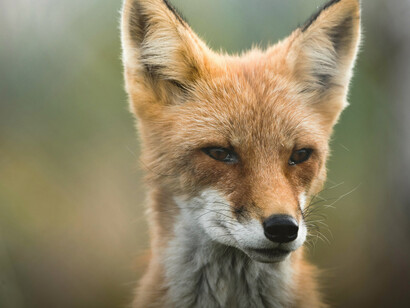 The red fox (Vulpes vulpes) is the largest of the true foxes