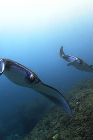 Mantas, ph. Aditya Havelia